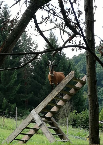 Bok